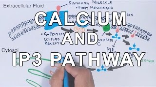 Calcium amp IP3 Pathway [upl. by Kit]