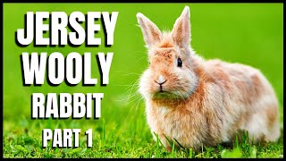 Jersey Wooly Rabbit 101 All You Need To Know Part 1 [upl. by Benedicto]