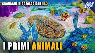 I Primi Animali  Proterozoico  Cronache Biogeologiche Ep 2 [upl. by Enialehs942]