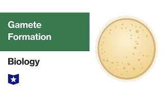 Gamete Formation  Biology [upl. by Edlitam]