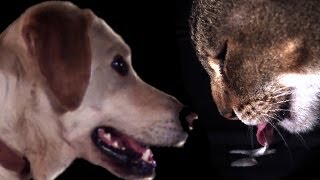 Cats vs Dogs in slow motion  Slo Mo 5  BBC Earth Explore [upl. by Lyred156]