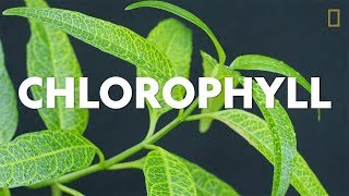 Definitions in the Field Chlorophyll [upl. by Inek]