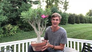 Desert Rose Growing Tips  2023 [upl. by Ssej]