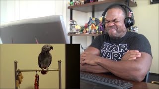 Try Not to Laugh  BIRDS CURSING CHALLENGE  REACTION [upl. by Einnahpets]