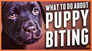 Puppy Biting Learn Bite Inhibition Training [upl. by Ecreip]