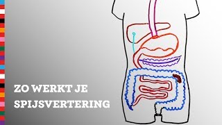 Hoe werkt je spijsvertering  Voedingscentrum [upl. by Sredna491]