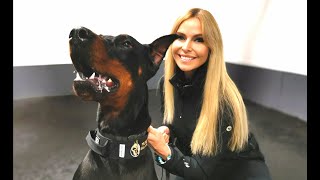 THE DOBERMAN  FULLY TRAINED PROTECTION DOG [upl. by Paris]