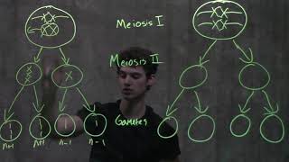 Genetics Nondisjunction amp Meiosis [upl. by Ttsepmet227]