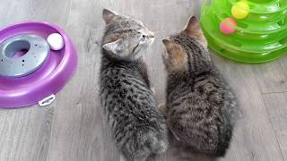 Bobtail kittens reunited after being rescued from colony [upl. by Adnomar618]