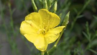 Plant portrait  Evening primrose Oenothera biennis [upl. by Comethuauc]