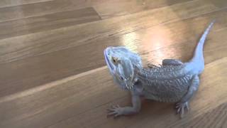 pogona qui attaque [upl. by Asiar]