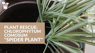 Plant Rescue Chlorophytum comosum quotSpider Plantquot [upl. by Susann]