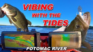 Tournament Fishing on The Potomac River  Vibing With The Tides [upl. by Medardas483]