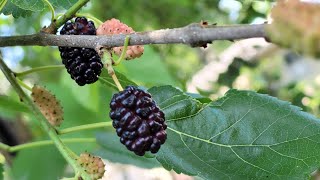 How to harvest and store mulberries [upl. by Nylrebma]