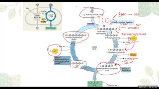 General Biology 1  Calvin Cycle [upl. by Rumit853]