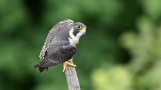 Peregrine Falcon calling  NJ [upl. by Neveda]