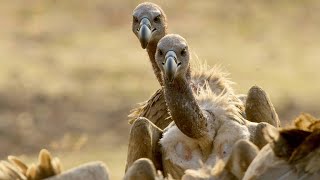 Meet the Largest Vultures in Africa [upl. by Nylhtak962]