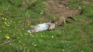 STOAT HUNTING A RABBIT by Alan Kingwell [upl. by Aholah]