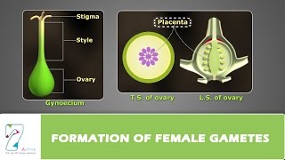 Formation of Female Gametes [upl. by Maggs84]