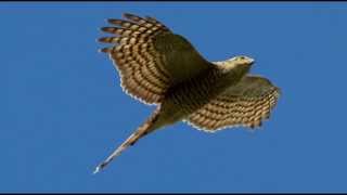 Sparrowhawk Bird Call Bird Song [upl. by Ahsac747]