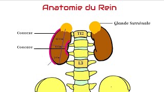 Anatomie du Rein [upl. by Airamesor546]