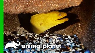 Moray Eel Escapes Holding Tank While Moving To New Exhibit  The Aquarium [upl. by Ddahc]