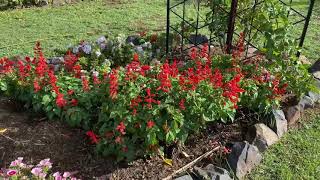 Red Salvia Sensational plant [upl. by Peregrine333]