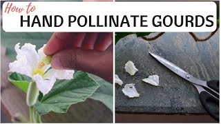 How to hand pollinate gourds  Explained [upl. by Akli]