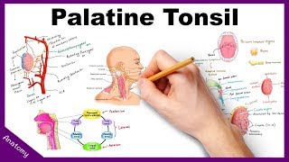 Palatine Tonsil Anatomy Blood supply Nerve supply Functions Applied anatomy [upl. by Ahsiekel]