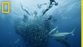 Sardine Feeding Frenzy  50 Shades of Sharks [upl. by Lexis]