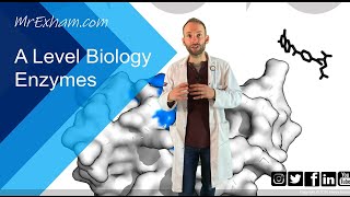 Enzymes Part 1  Structure function and rates  A Level Biology [upl. by Hulbard]