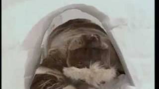 How to Make a Perfect Igloo  Ray Mears World of Survival  BBC [upl. by Hannahs]