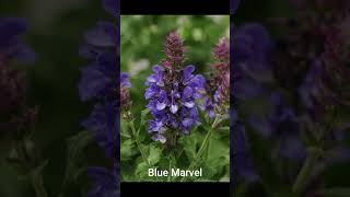 How to Salvia Deadhead  Great Gardening Tip [upl. by Adila]