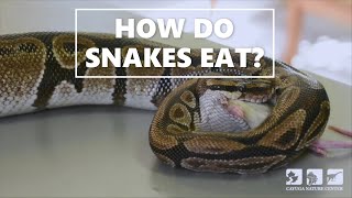 How Do Snakes Eat [upl. by Erdnael]