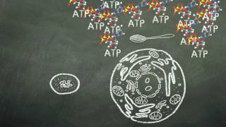 Electron transport chain [upl. by Atsuj]