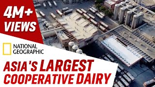 Inside Asias Largest Cooperative Dairy by National Geographic  Banas Dairy [upl. by Aun702]