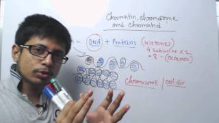 Chromosome chromatin and chromatid [upl. by Pete]