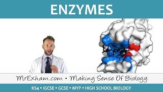 Enzymes  GCSE Biology 91 [upl. by Mariele569]