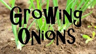 How to Plant Grow amp Harvest Onions from Start to Finish [upl. by Puett324]