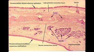 Histology of hard palate [upl. by Atinar]