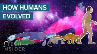 Incredible Animation Shows How Humans Evolved From Early Life [upl. by Adehsar]