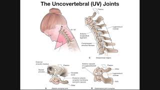 The Uncovertebral UV Joints of the Cervical Spine [upl. by Anovad266]