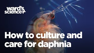 Caring and Culturing for Daphnia [upl. by Ynney]