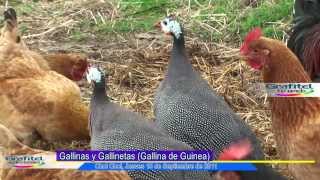 Gallineta o Gallina de Guinea [upl. by Gilberto]