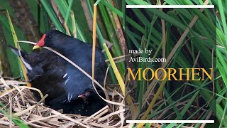 Moorhen Marsh Hens [upl. by Husein]