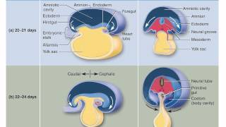 Chapter 29 Embryonic Folding and Organogenesis [upl. by Pyotr53]