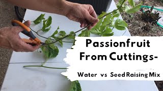 How to grow passionfruit from cuttings Water vs Seed Raising Mix [upl. by Stander]