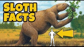 10 Interesting Facts About Sloths [upl. by Yenot]