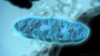 Mitochondria Overview Structure and Function [upl. by Hcurab615]