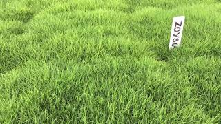 No Mow Grass  Zoysia tenuifolia [upl. by Buyer]